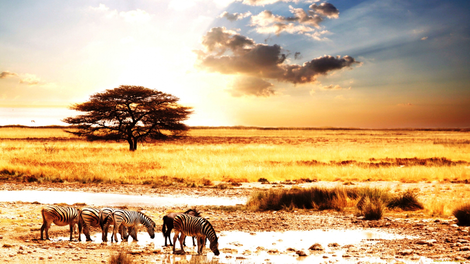 животные, зебры, облака, закат, водопой, саванна, дерево