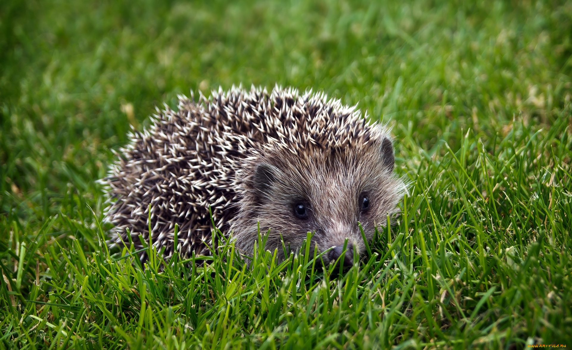 животные, ежи, трава, колючки, ёжик, ёж