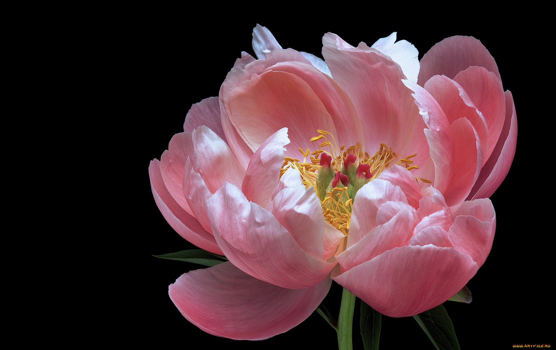 цветы, пионы, черный, пион, цветок, фон