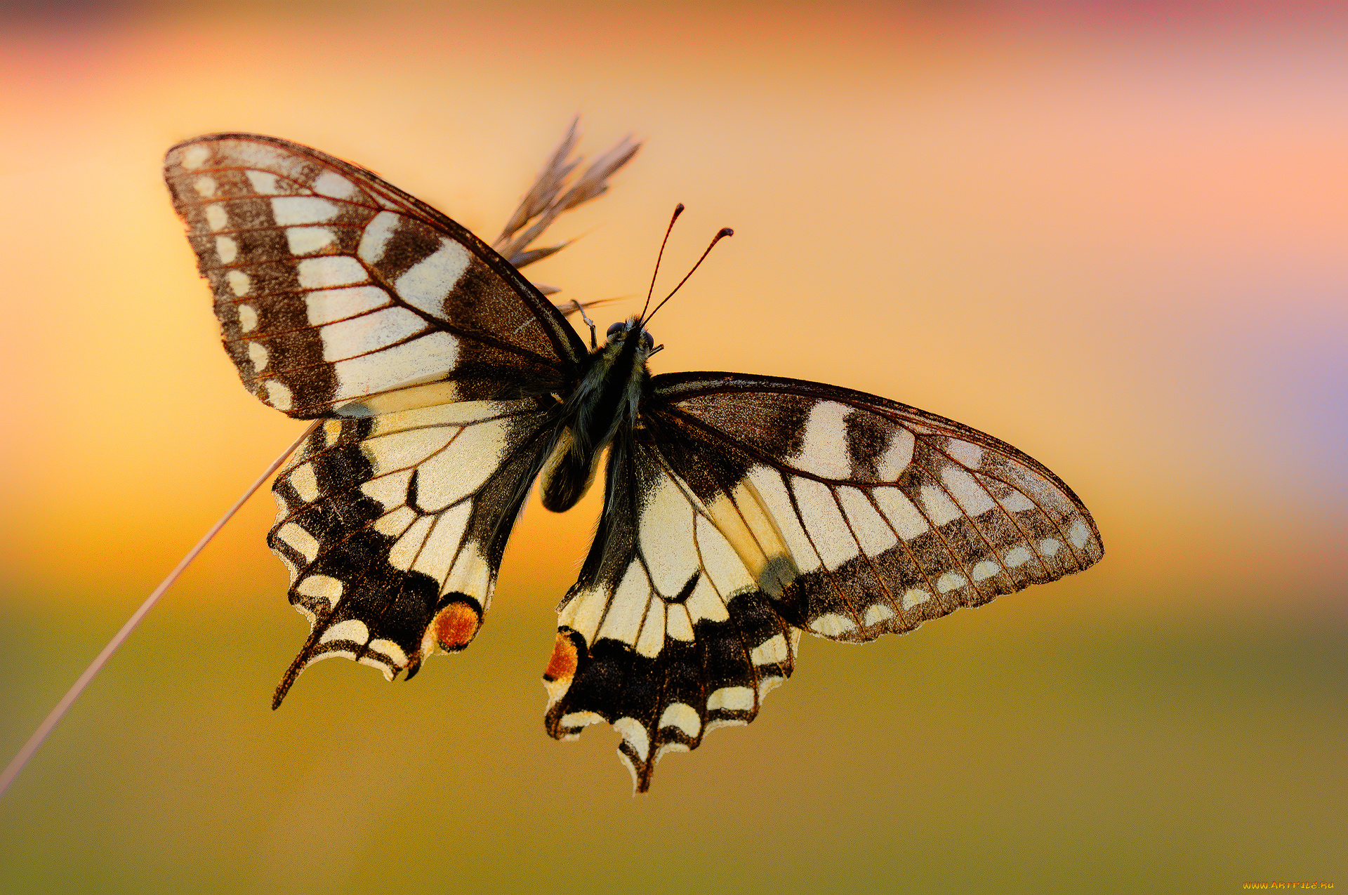 животные, бабочки, , мотыльки, , моли, бабочка