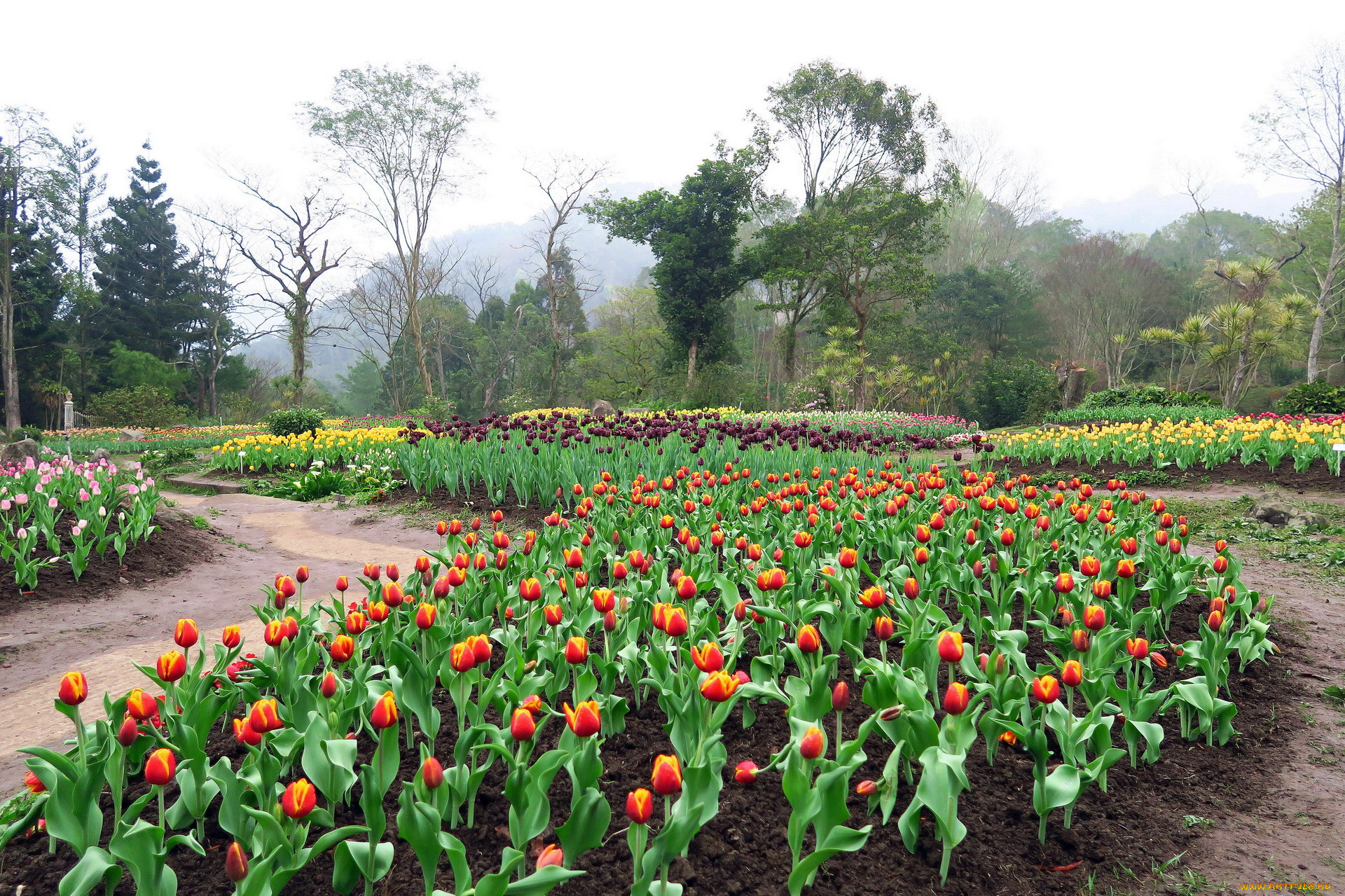 цветы, тюльпаны, много, клумбы