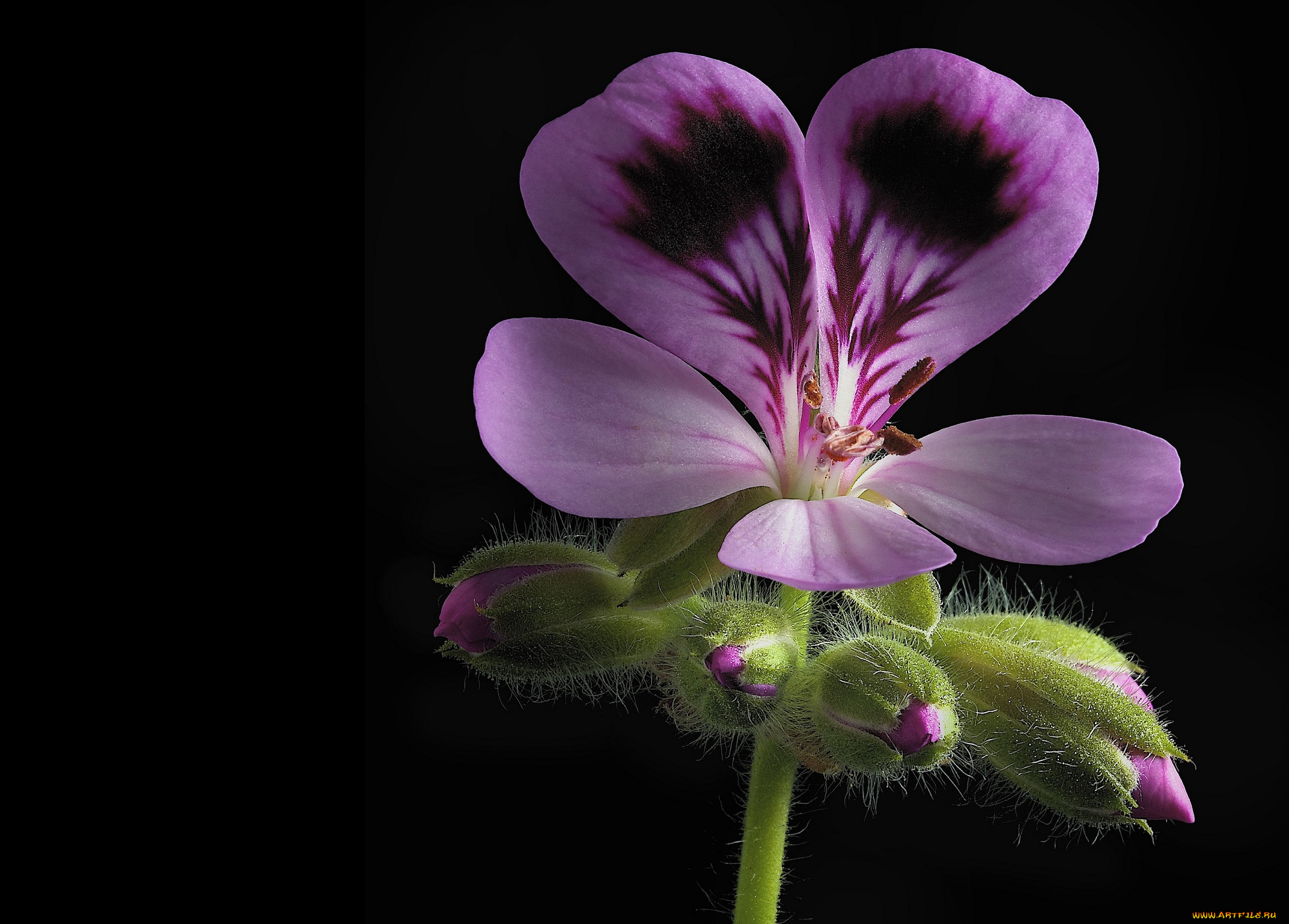 цветы, герань, черный, фон, цветок