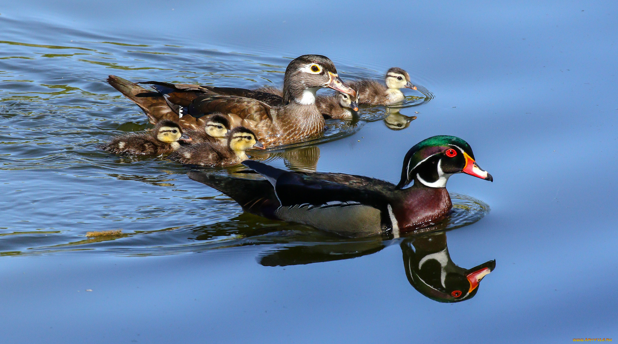 животные, утки, птенцы, селезень, утка