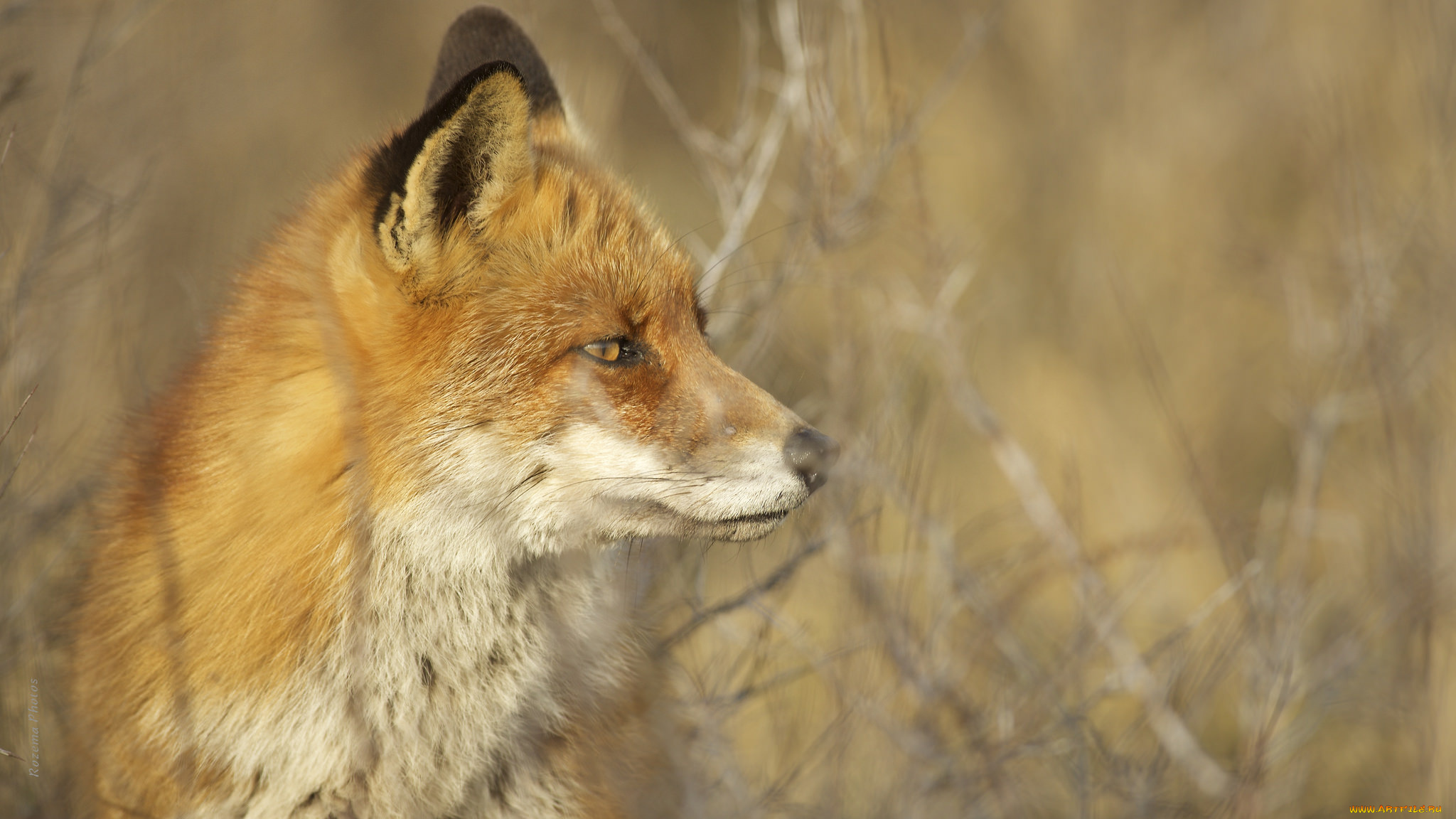 животные, лисы, лисичка