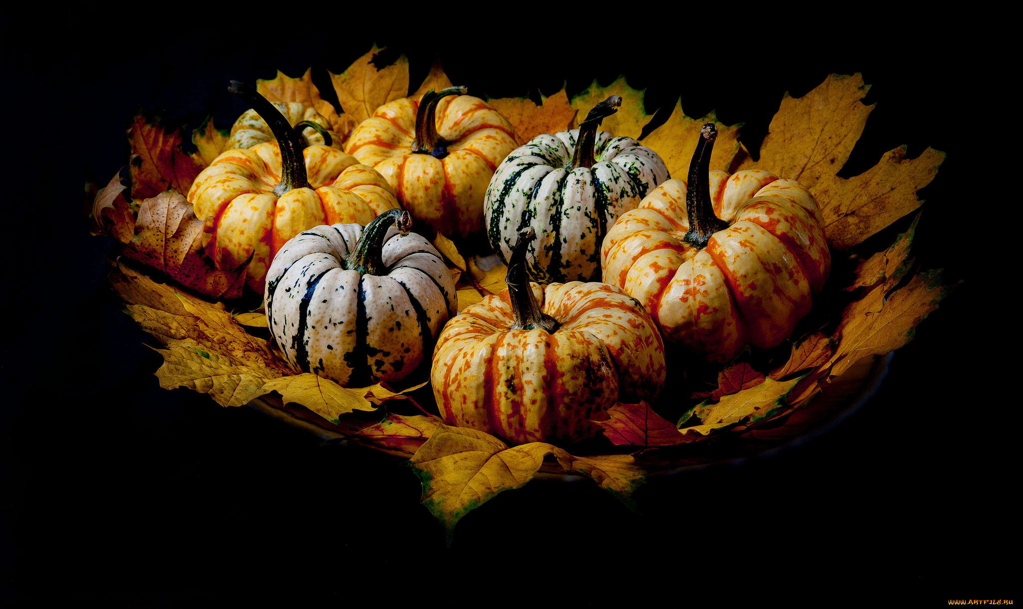 еда, тыква, урожай