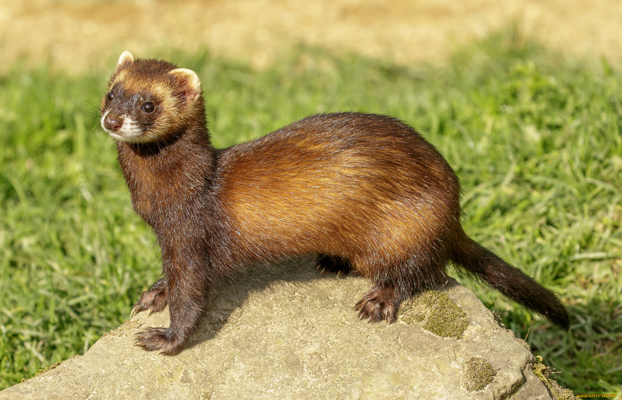 животные, хорьки, , куницы, , горностаи, , ласки, , соболи, хорек