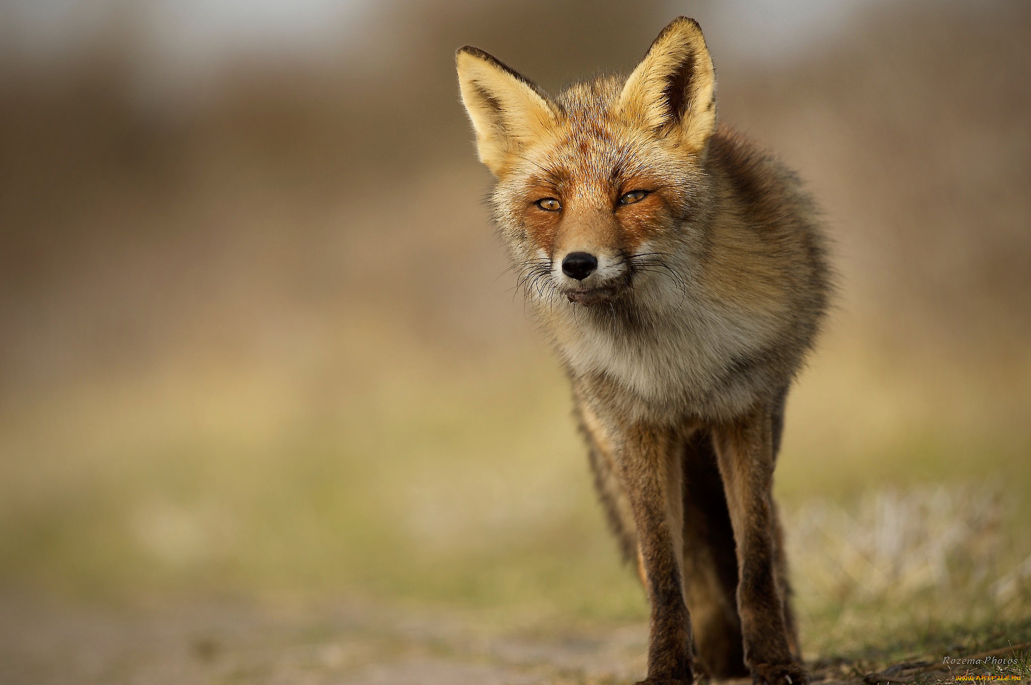 животные, лисы, лисичка