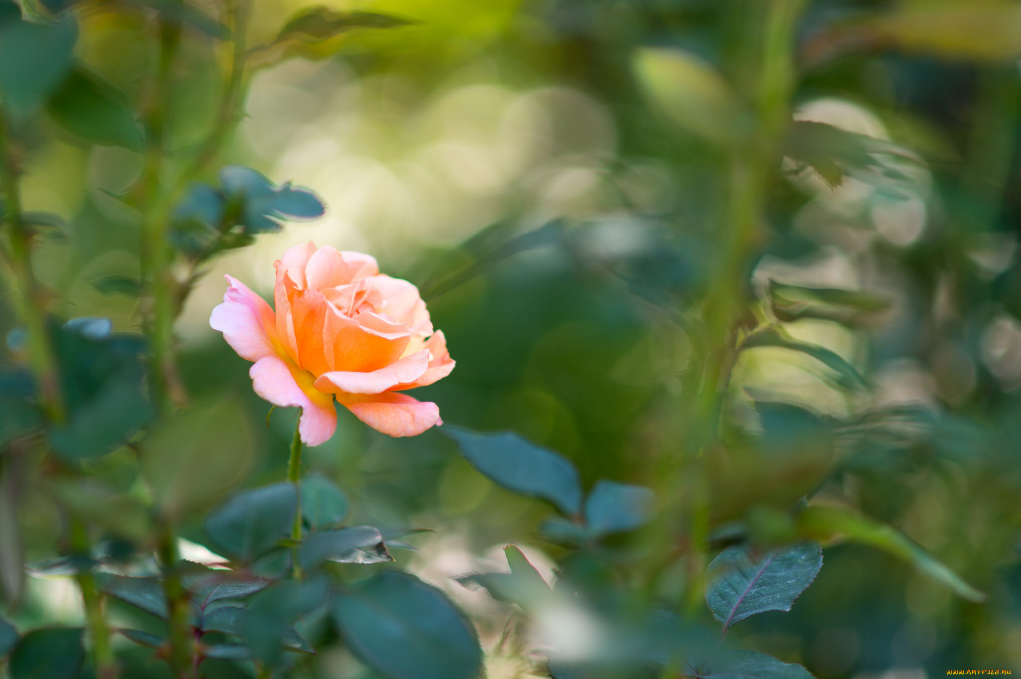 цветы, розы, нежность, роза