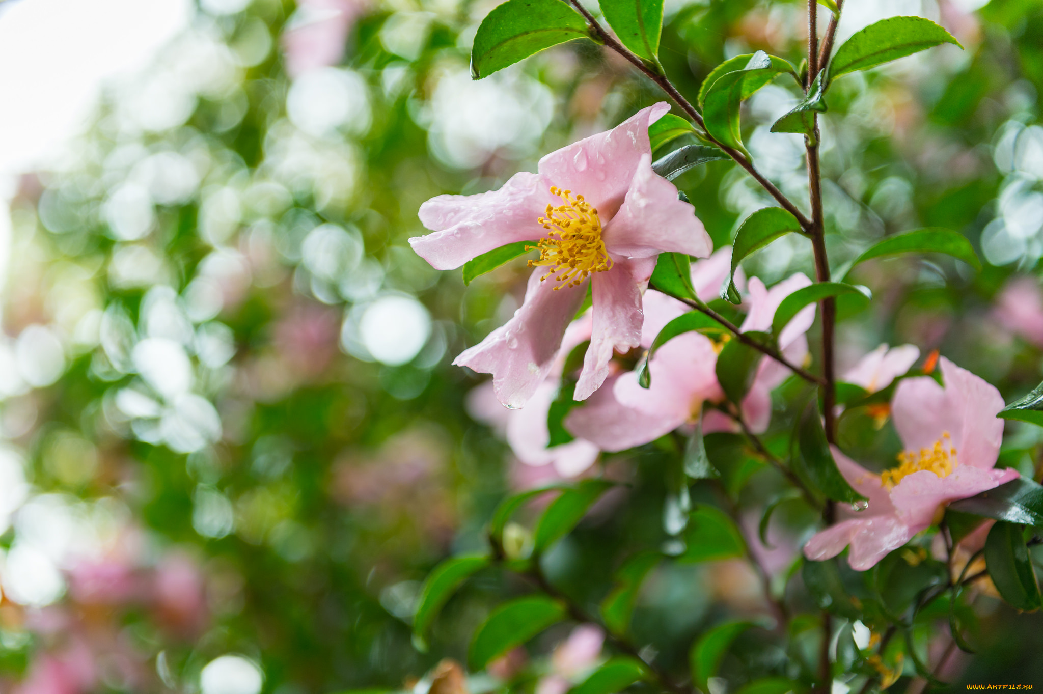 цветы, шиповник, листья, капли