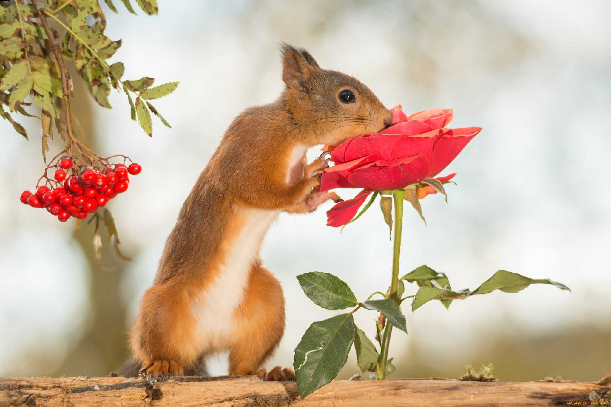 животные, белки, роза, цветок, дерево, рябина, ягоды, белка, грызун, животное