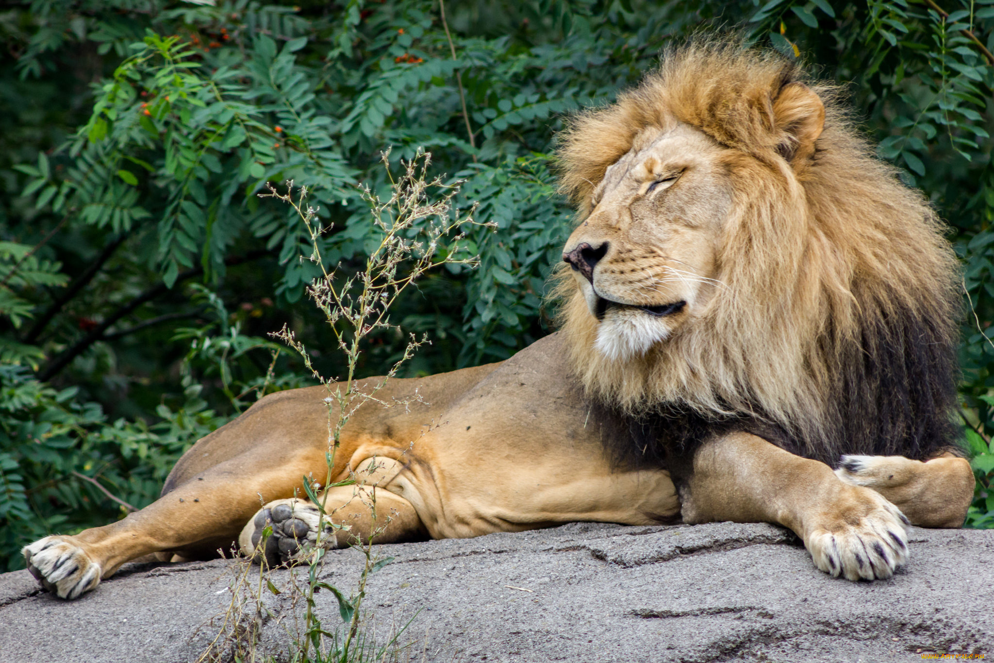 животные, львы, лев
