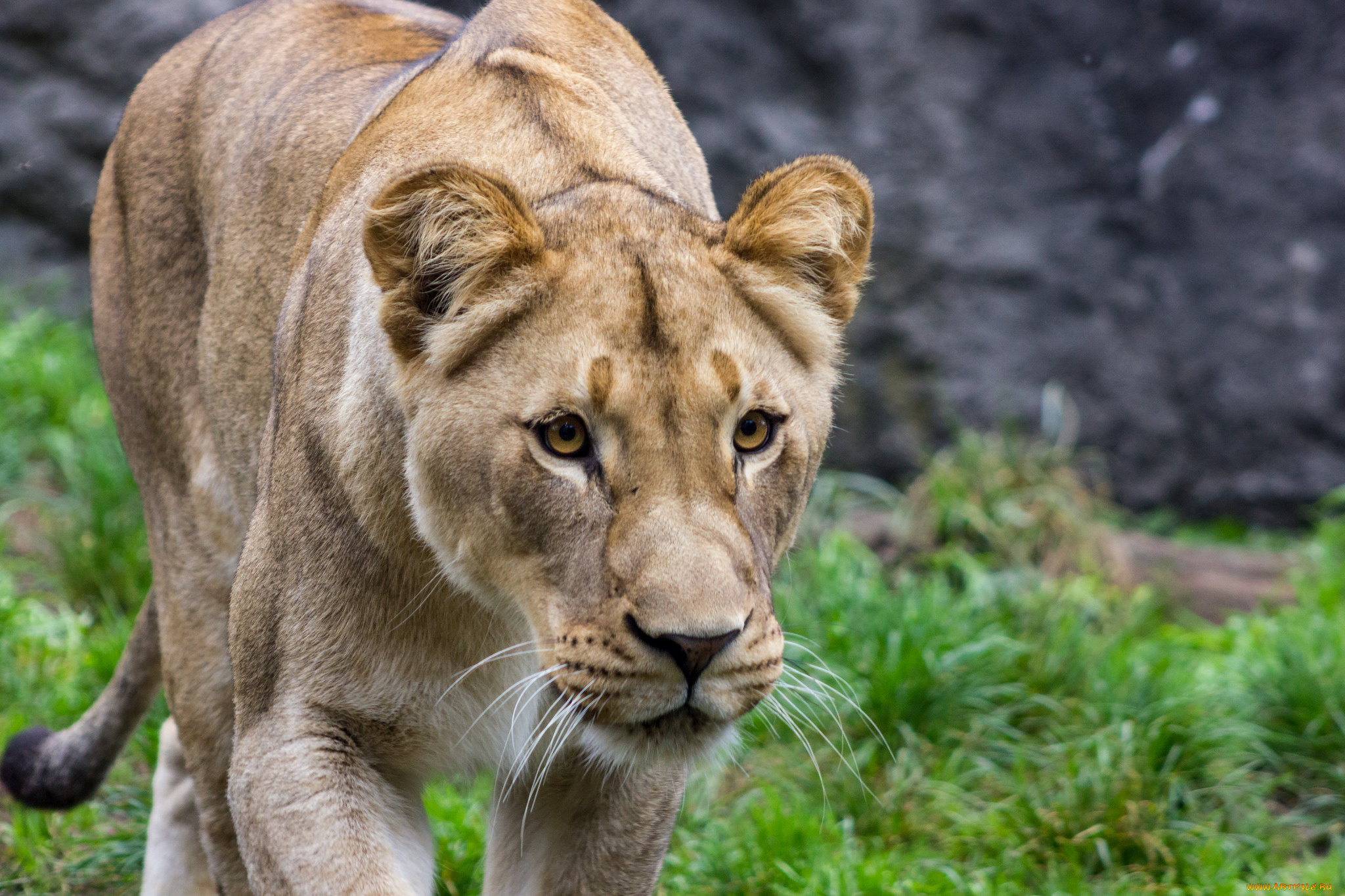 животные, львы, львица