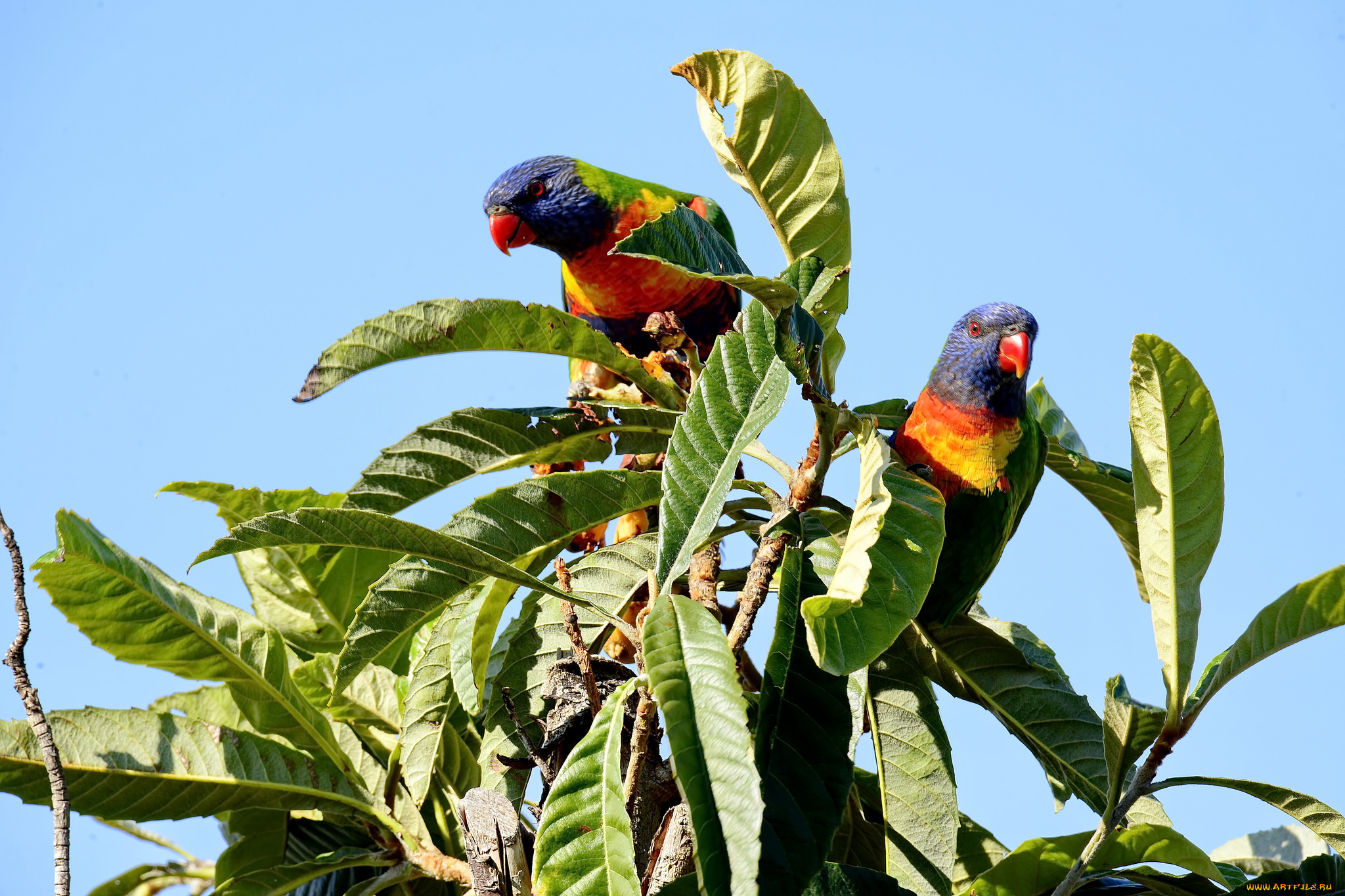 животные, попугаи, попугай