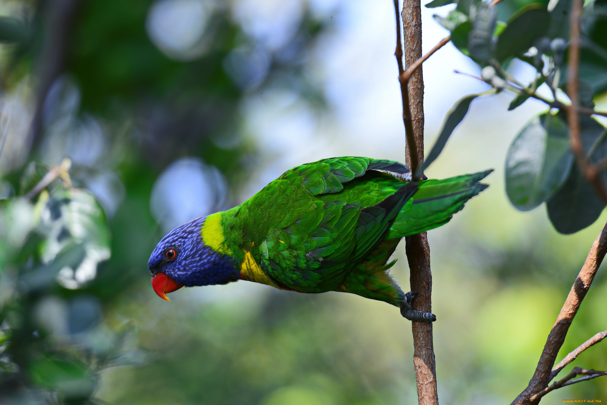 животные, попугаи, попугай
