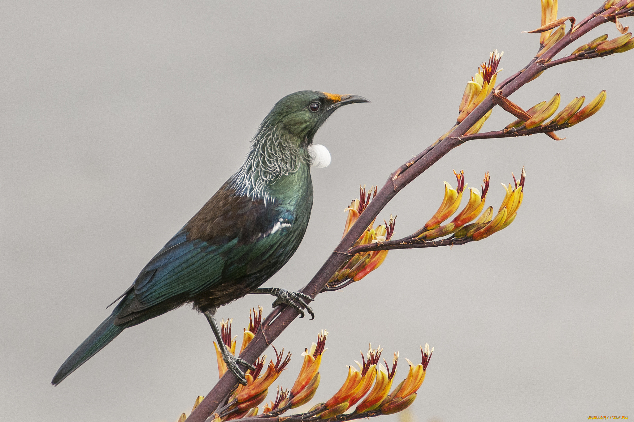 животные, птицы, птичка