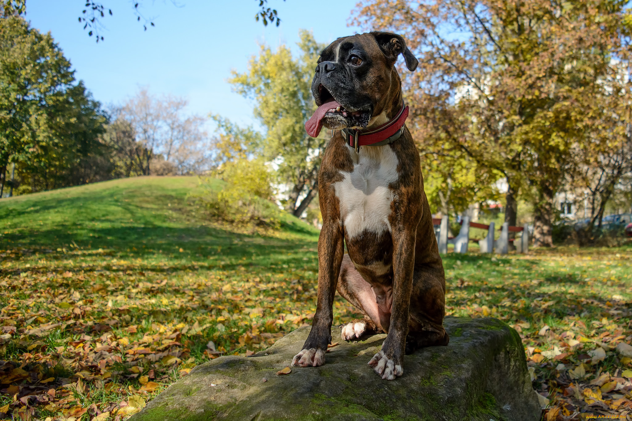 животные, собаки, пес