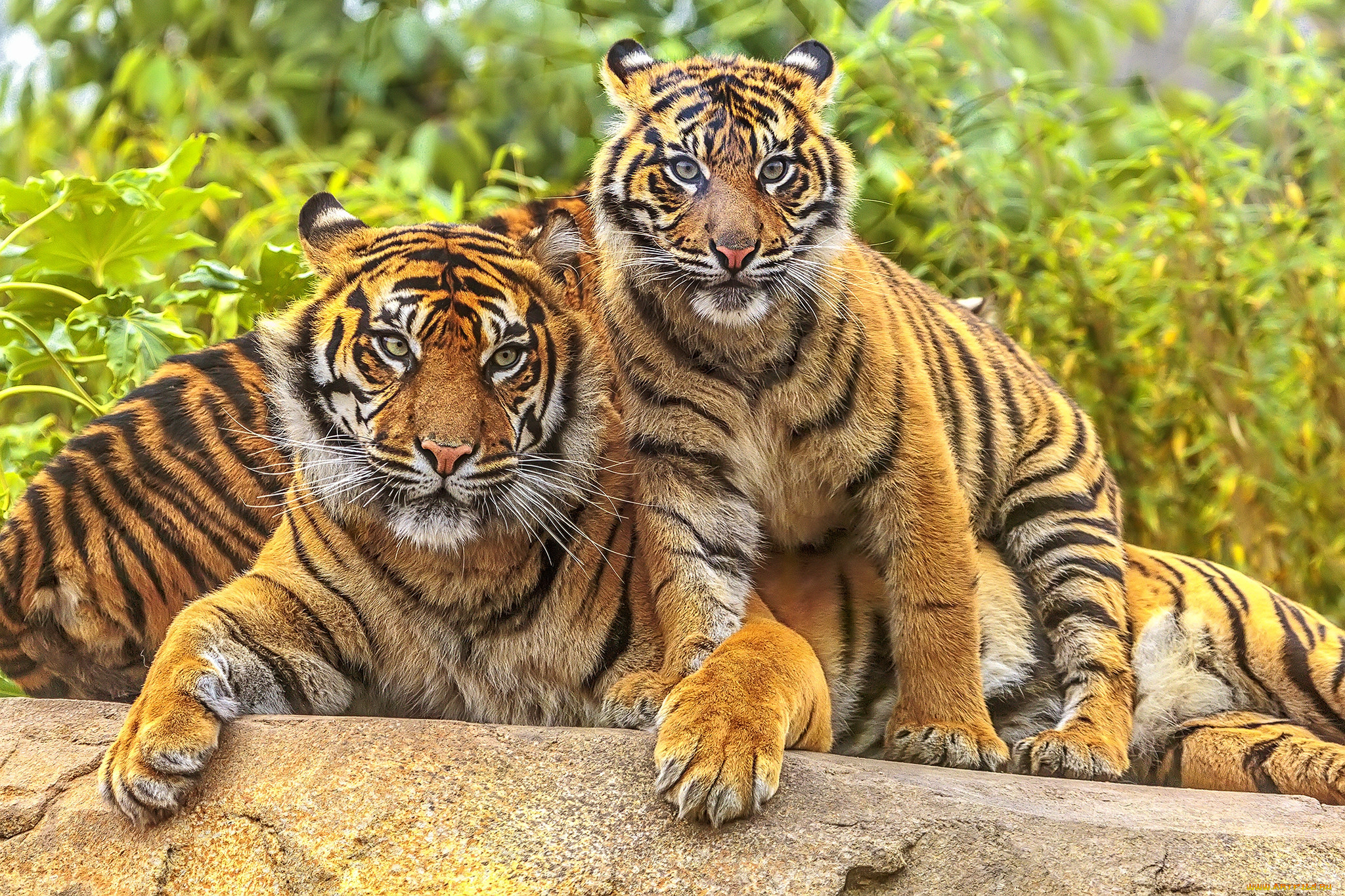 животные, тигры, тигр