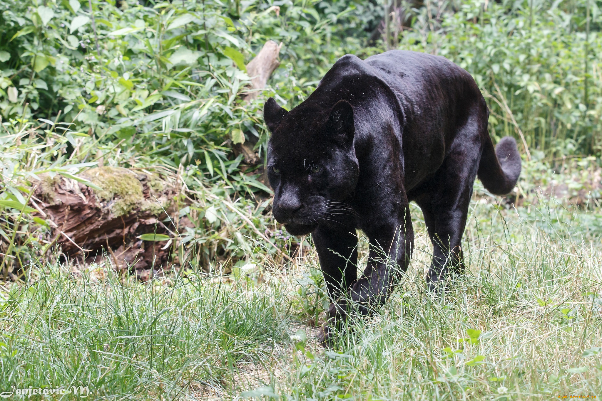 животные, пантеры, ягуар, чёрный, зоопарк