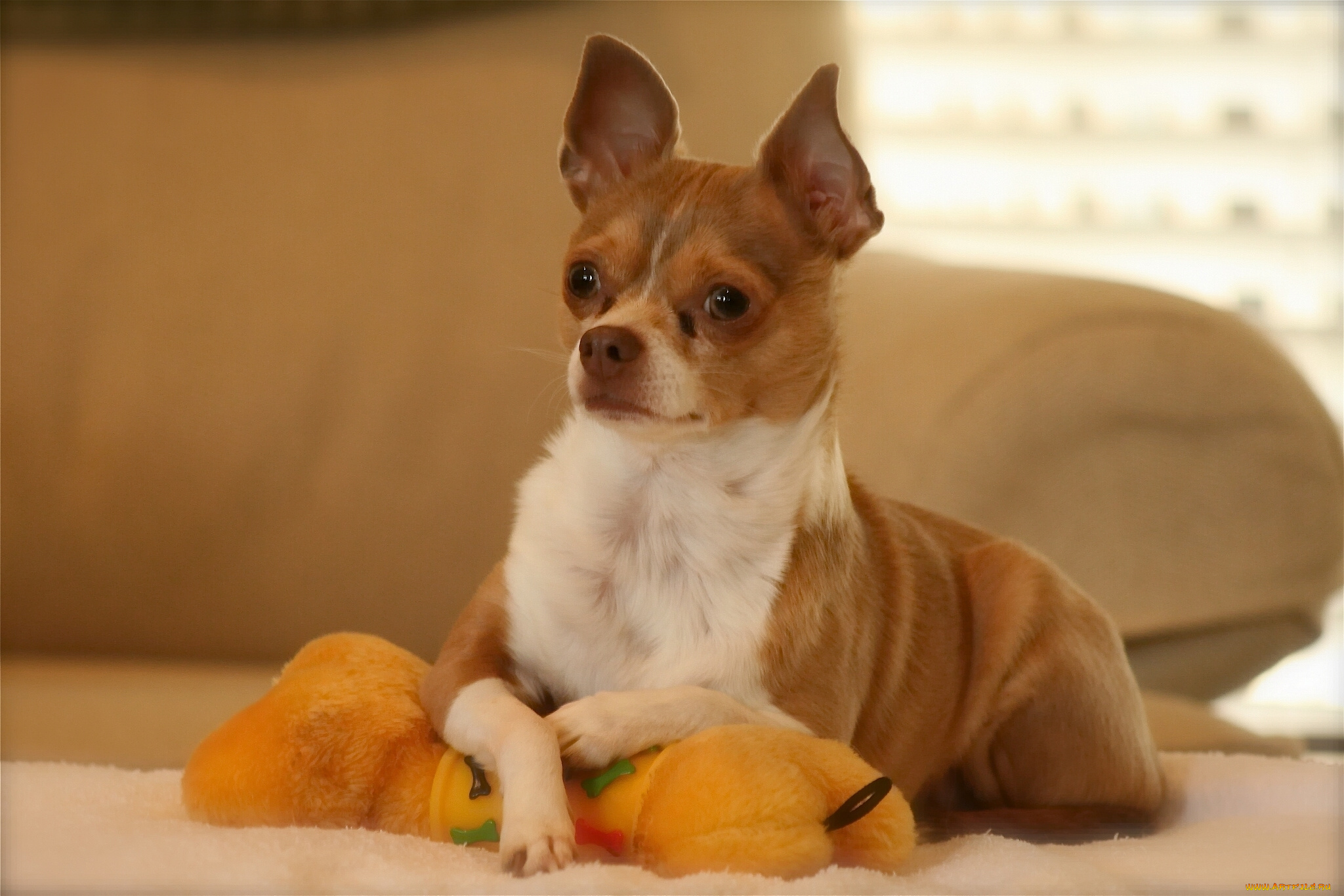 животные, собаки, позирование, игрушка, собака, чихуахуа