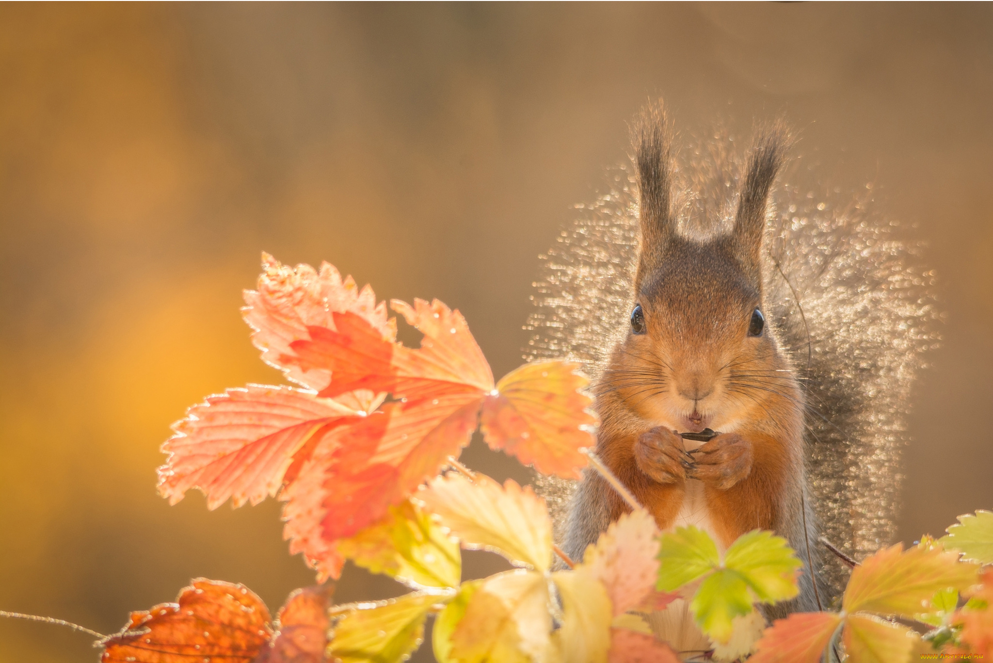 животные, белки, листья, белка, грызун, животное, осень