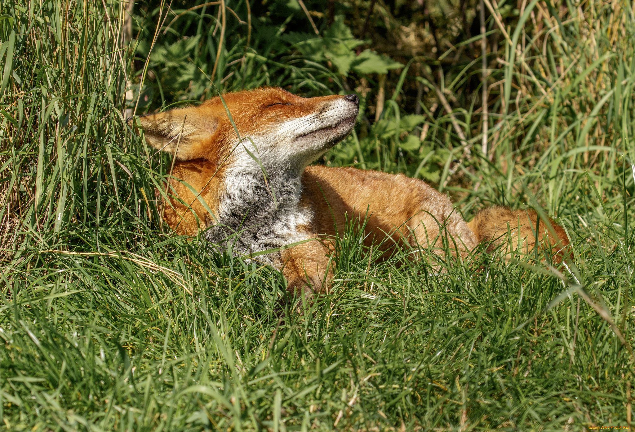 животные, лисы, лисичка