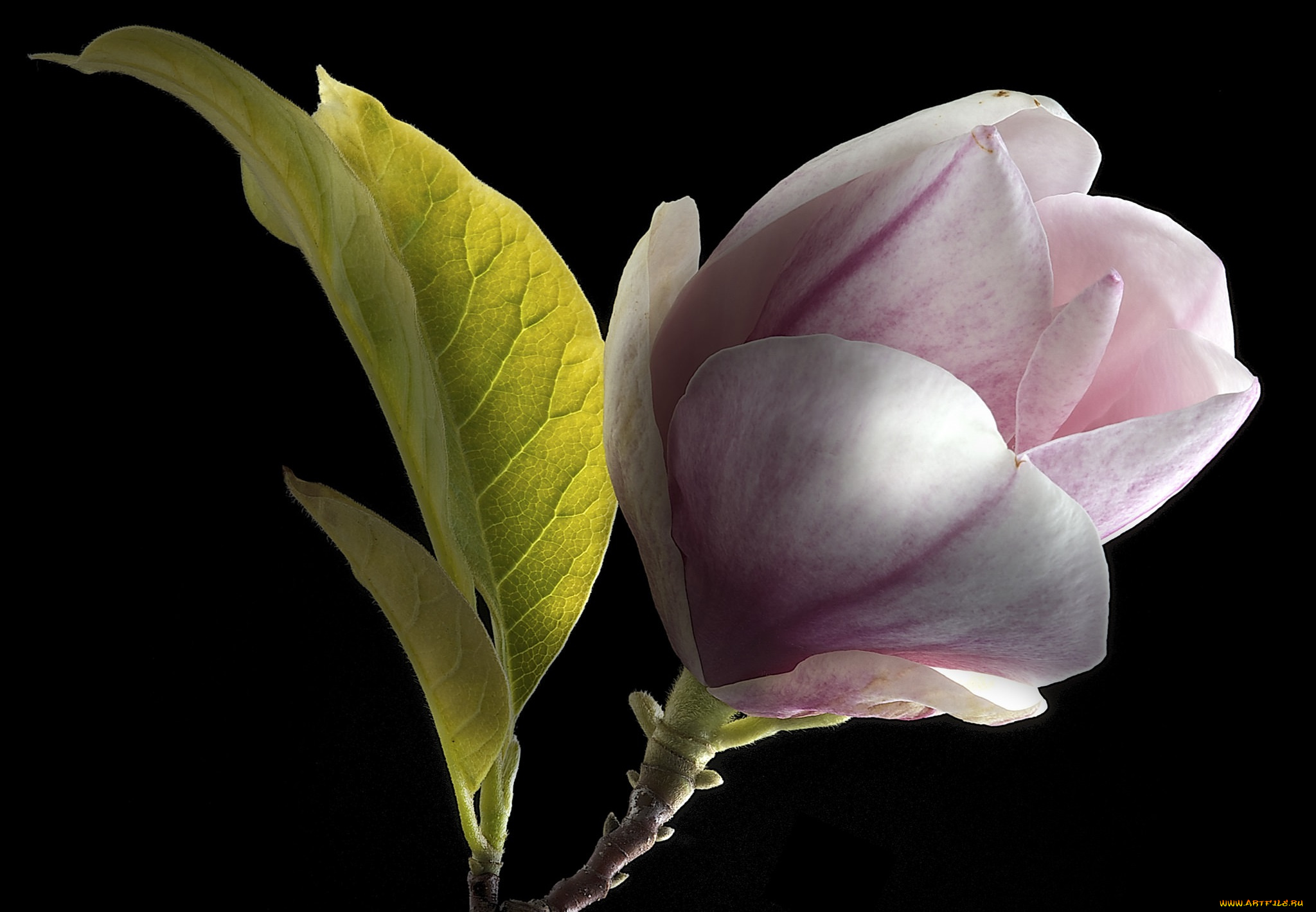 цветы, магнолии, фон, магнолия