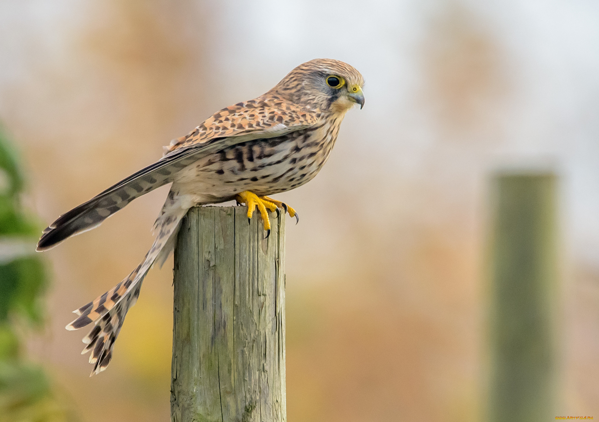 kestrel, животные, птицы, -, хищники, пустельга