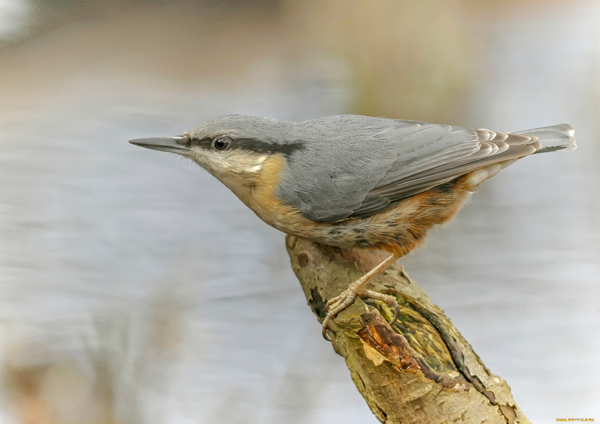 животные, поползни, поползень