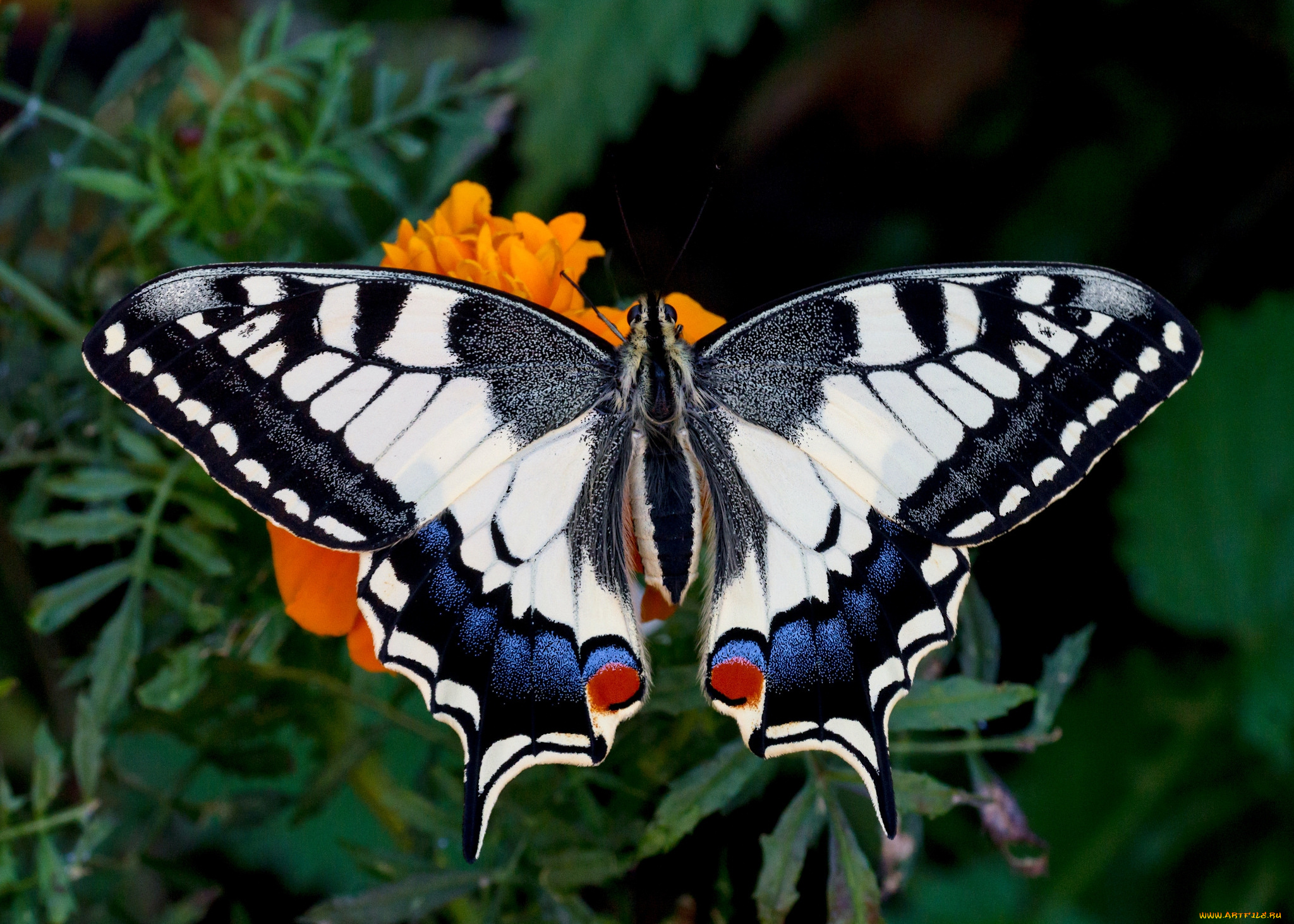 животные, бабочки, , мотыльки, , моли, бабочка