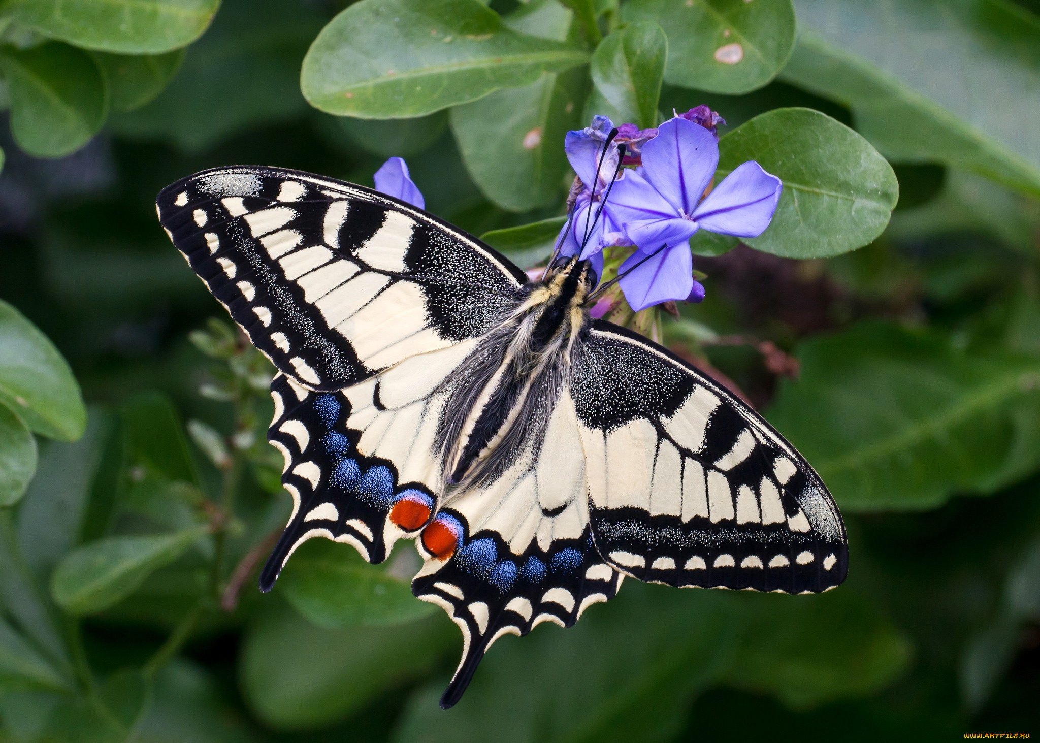 животные, бабочки, , мотыльки, , моли, бабочка