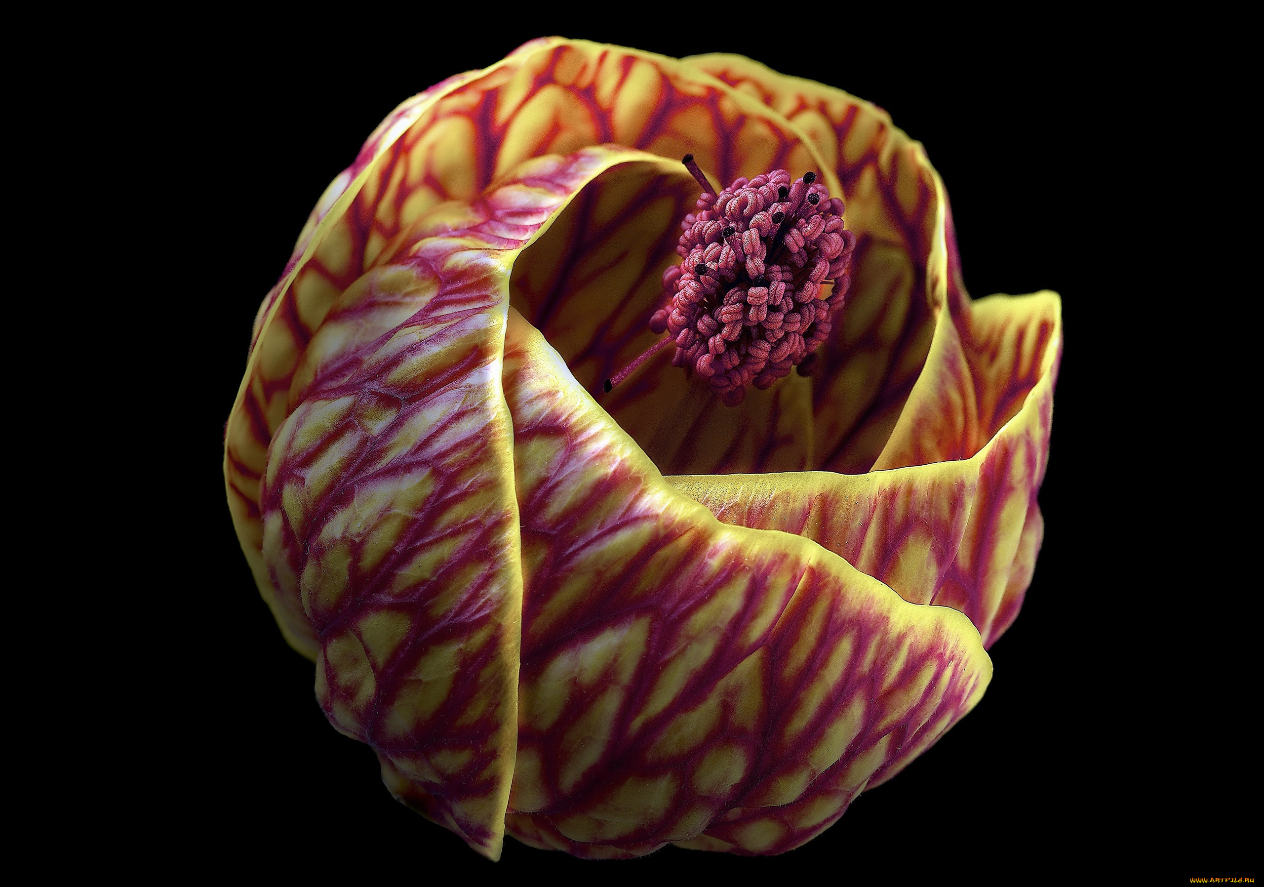 цветы, абутилоны, фон, цветок