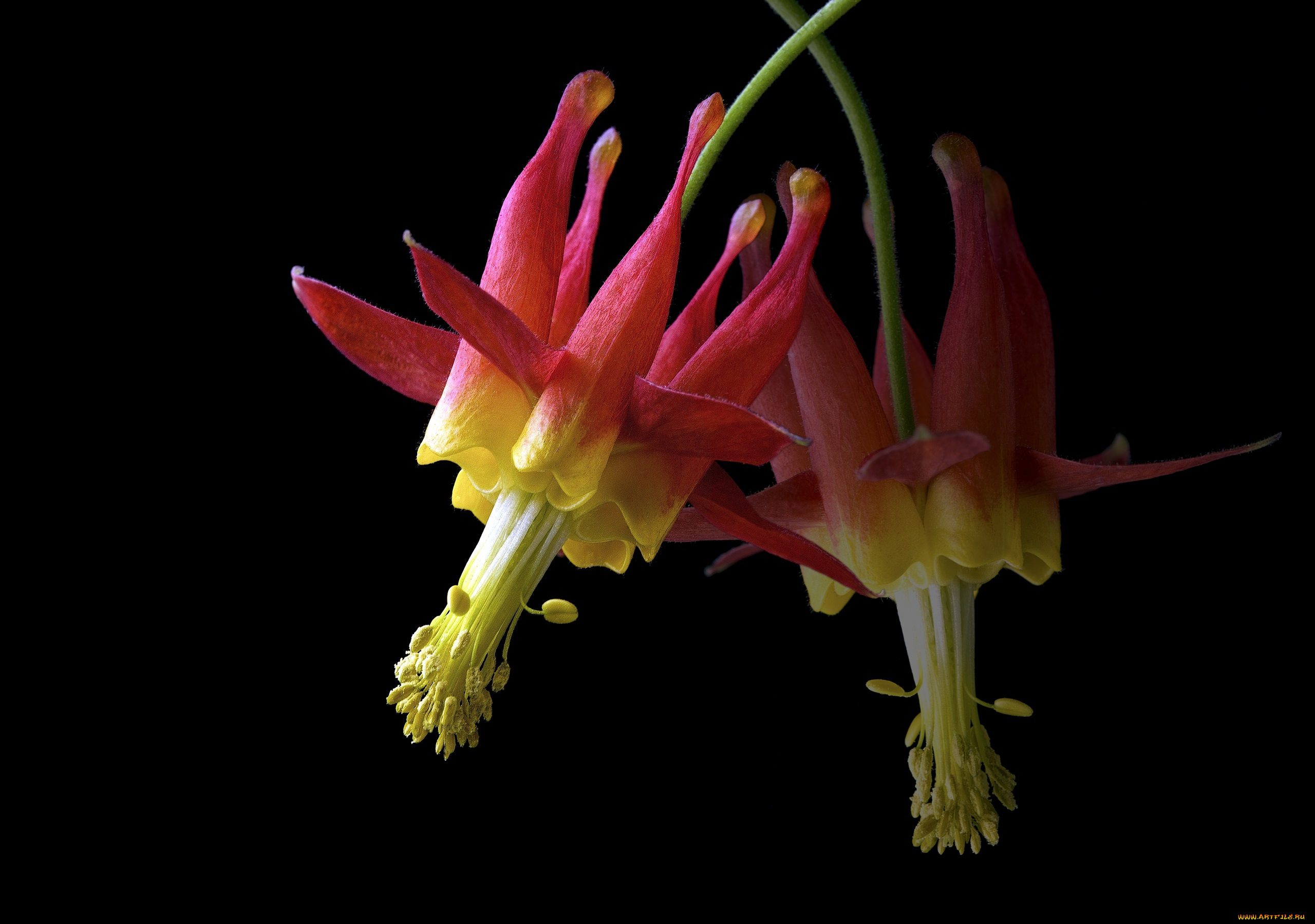 цветы, аквилегия, , водосбор, черный, фон, цветок