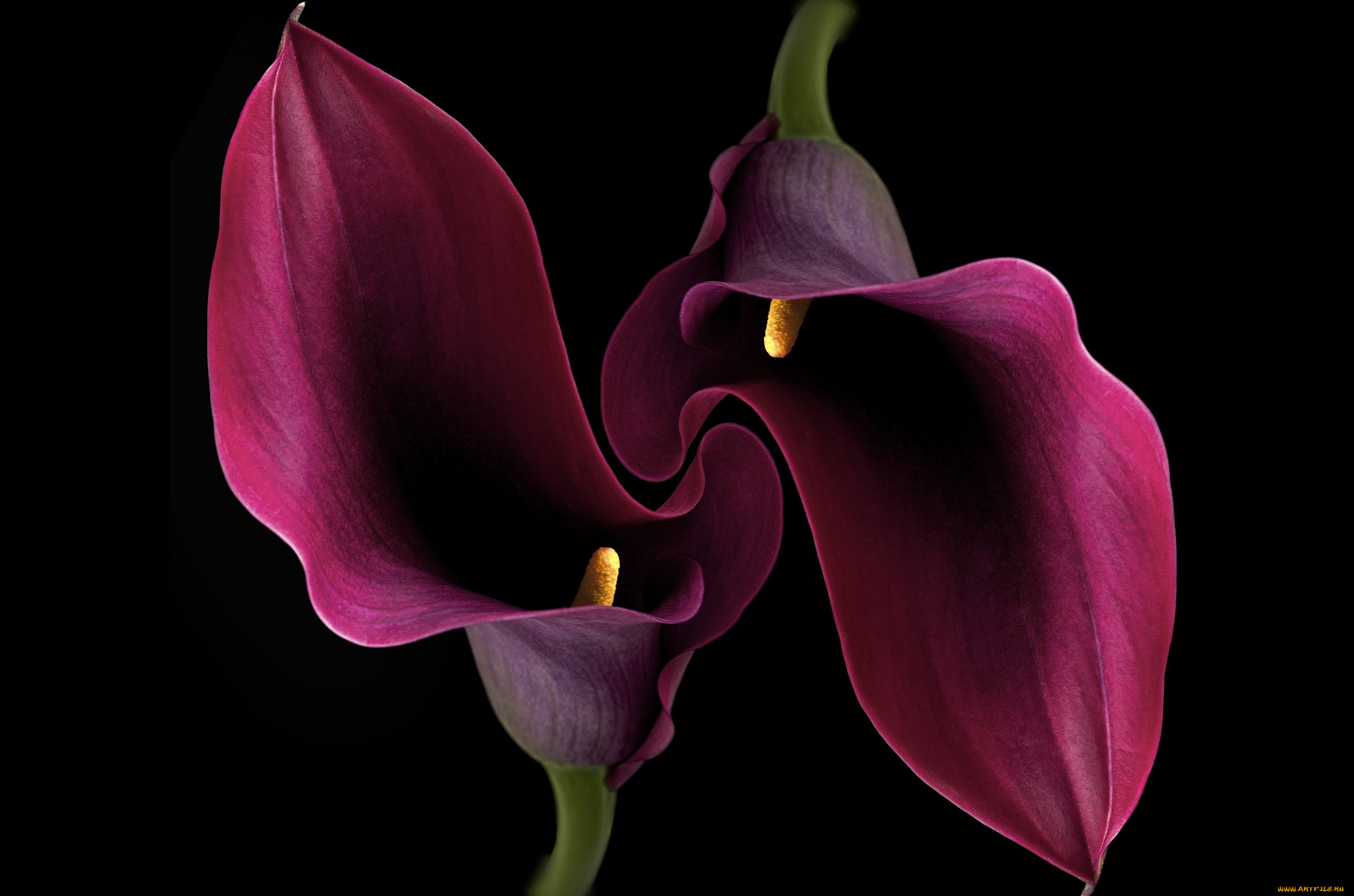 цветы, каллы, фон