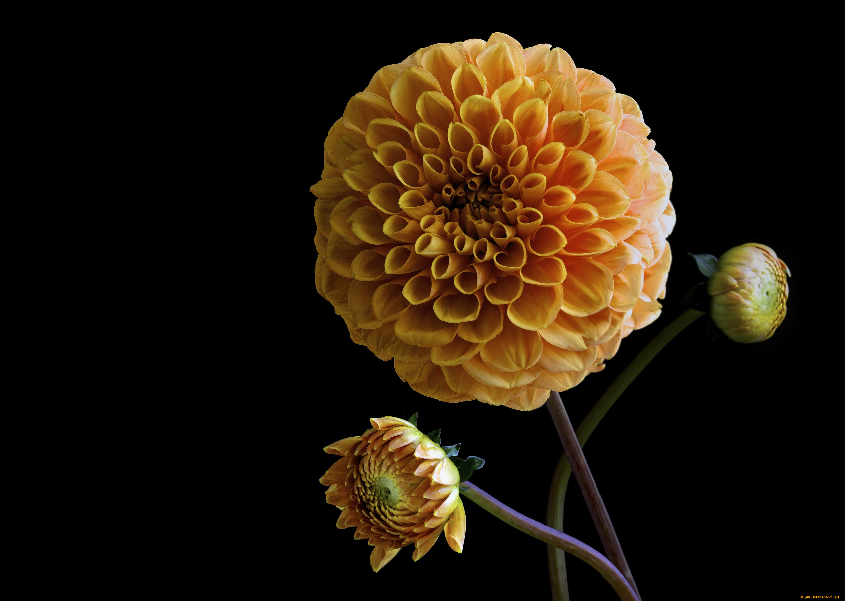 цветы, георгины, фон, черный