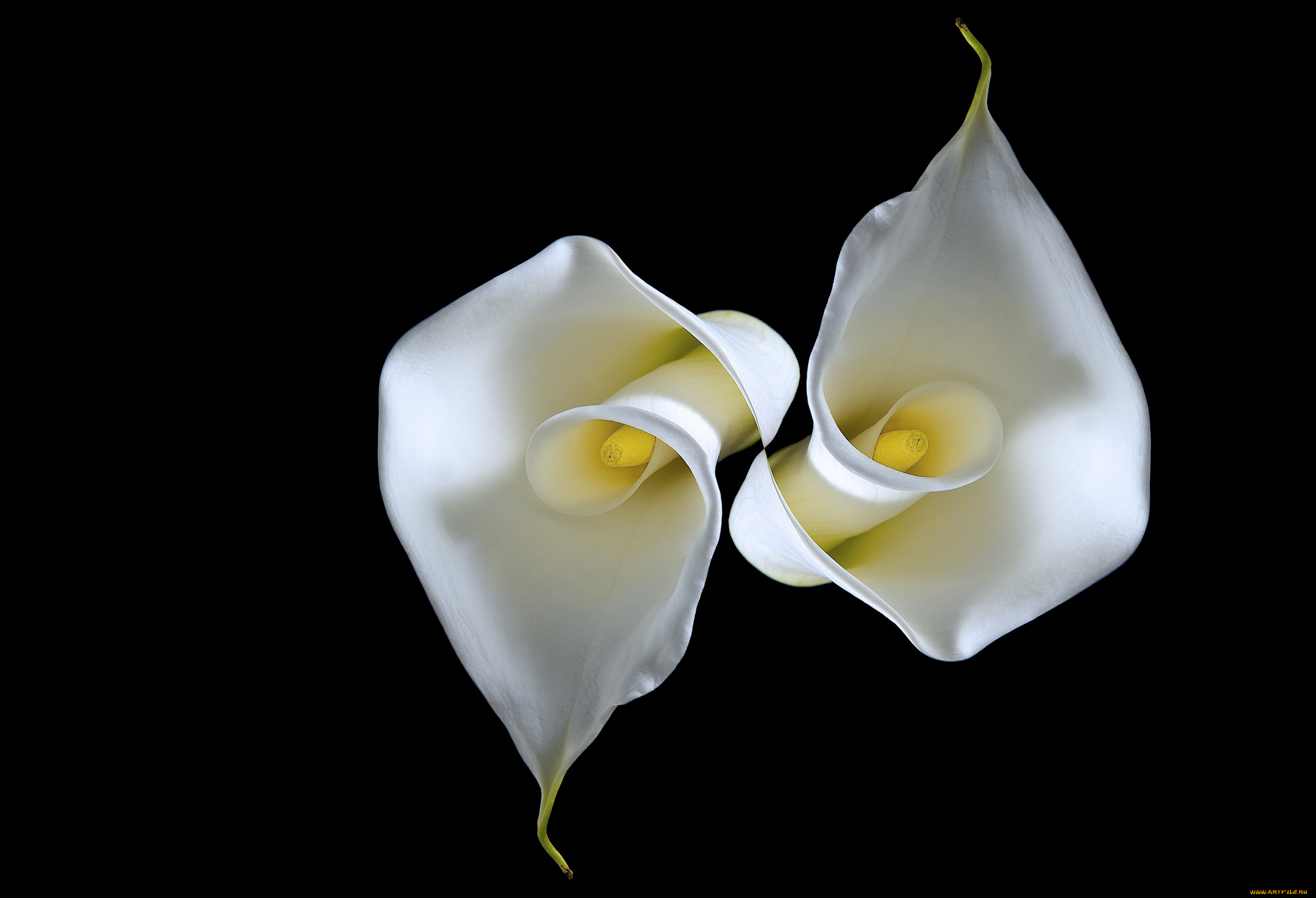 цветы, каллы, черный, фон