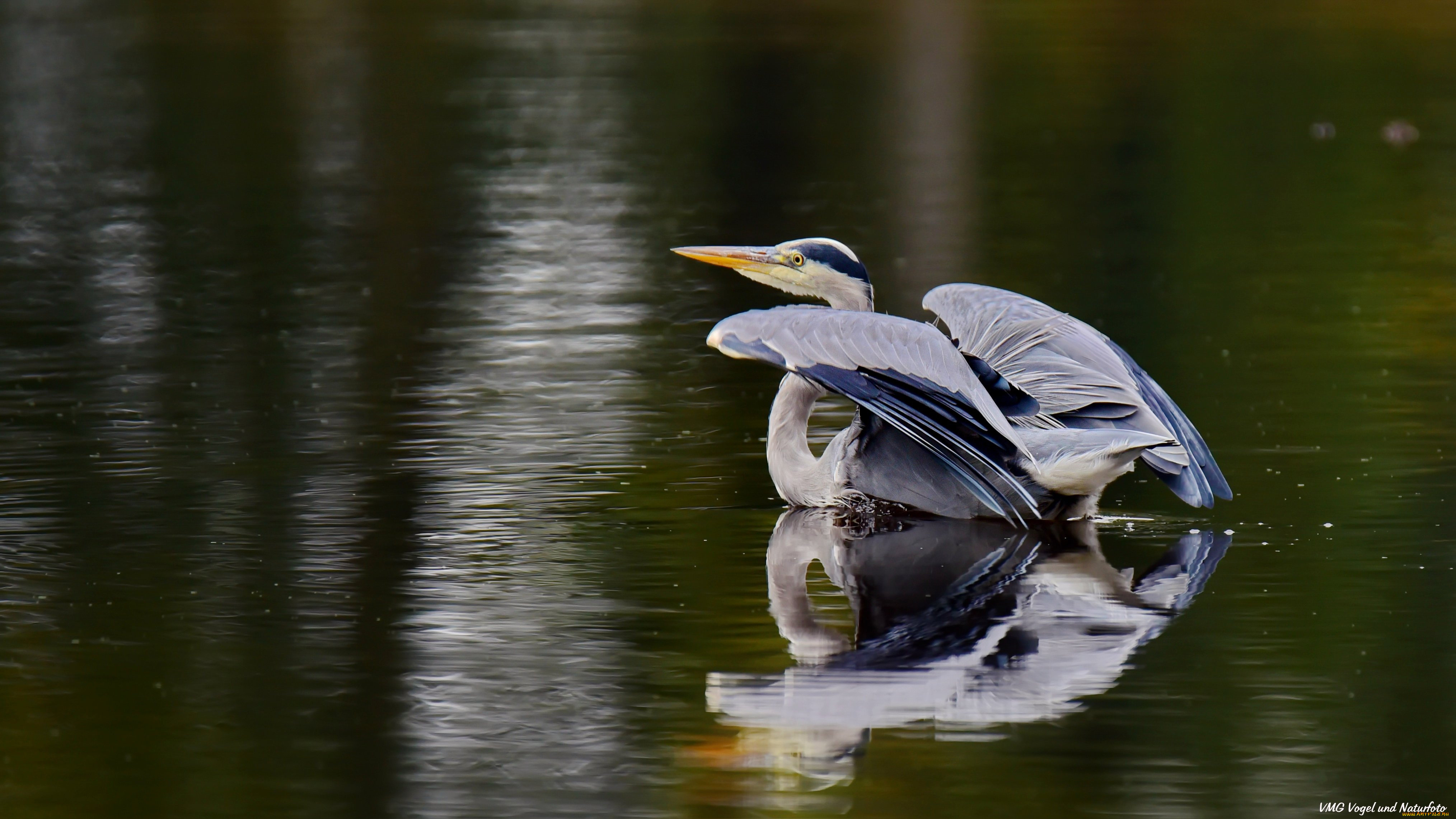 животные, цапли, , выпи, цапля, озеро