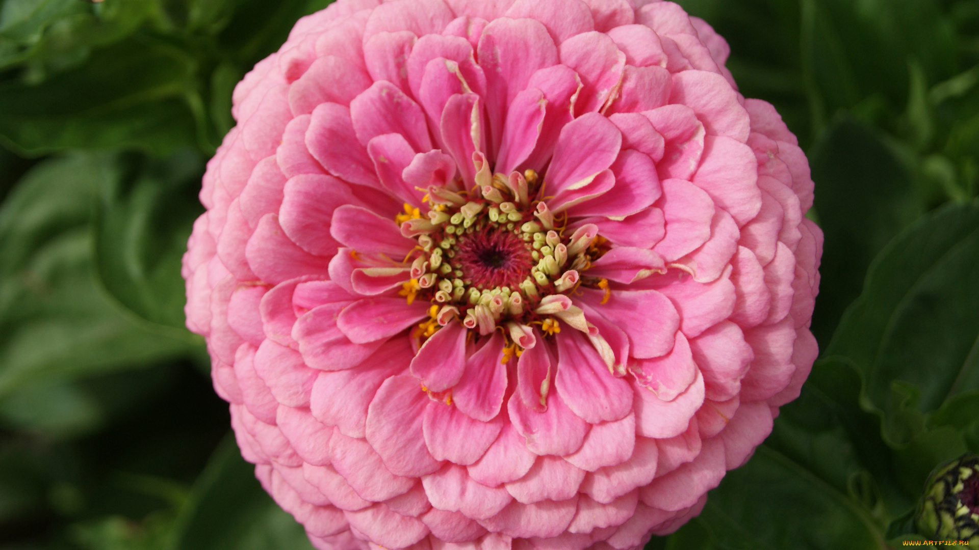 цинния, цветы, цветок