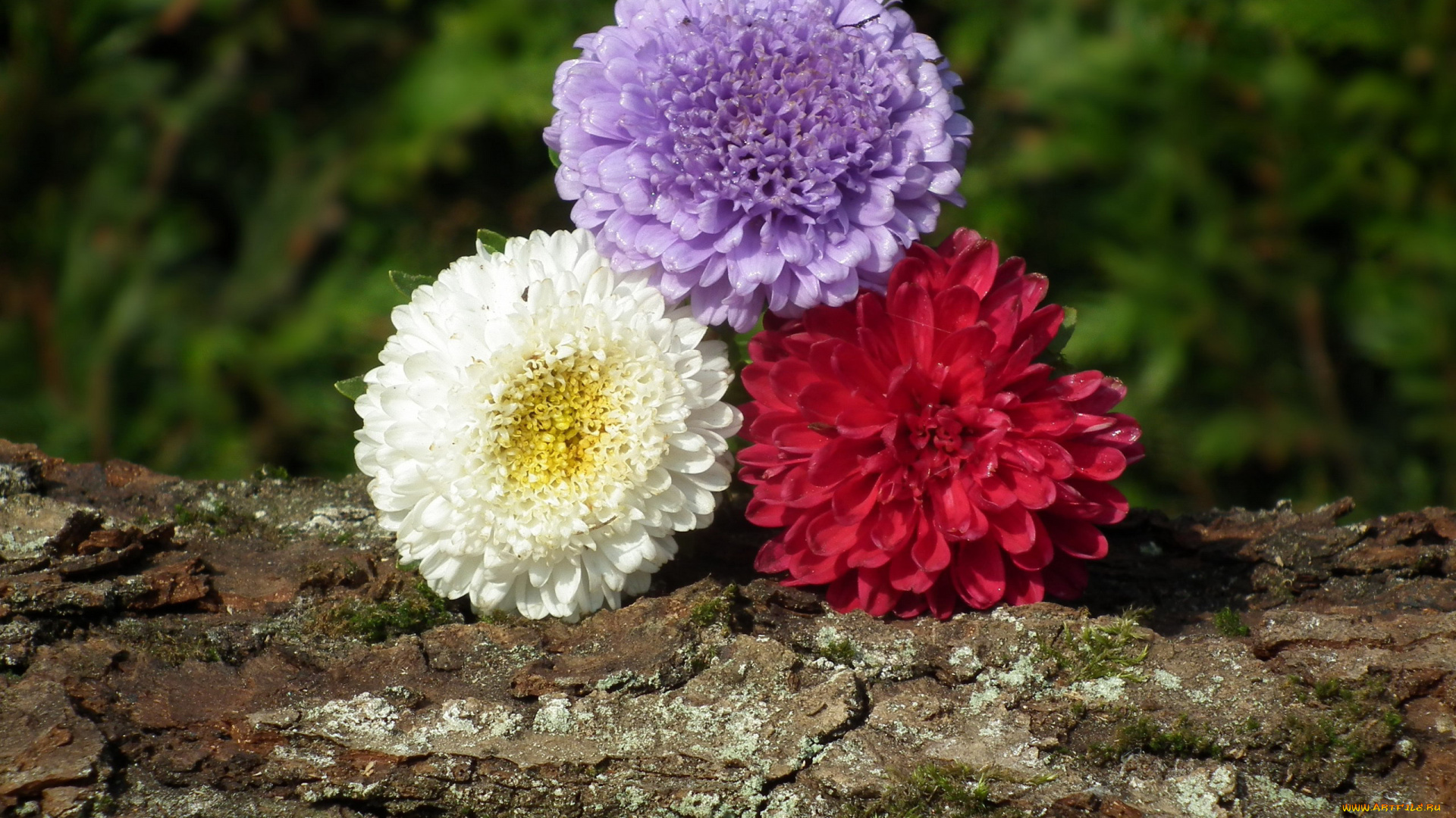 цветы, астры, трио