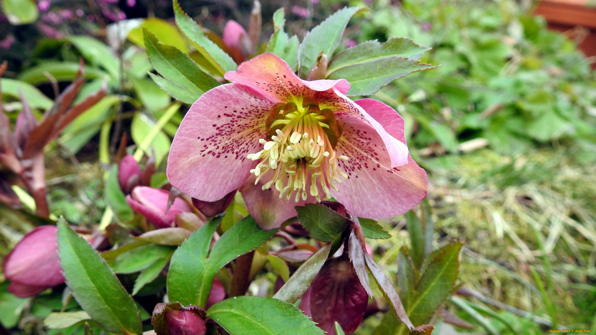 цветы, геллеборус, , морозник