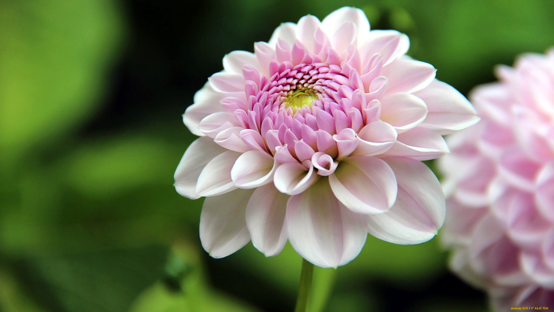 цветы, георгины, розовый