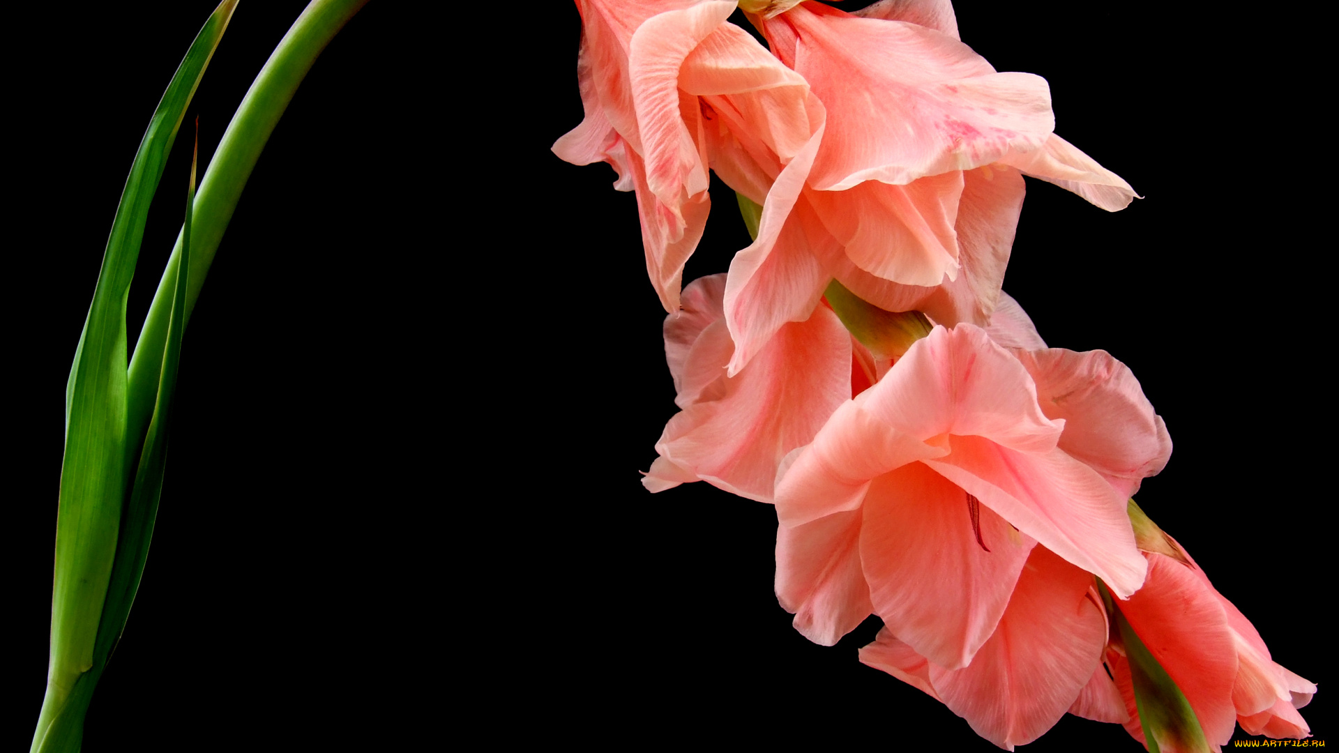 цветы, гладиолусы, стебель, черный, фон, крупным, планом, цветок
