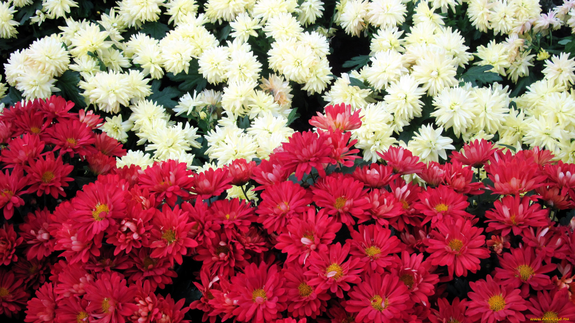 цветы, хризантемы, белый, розовый