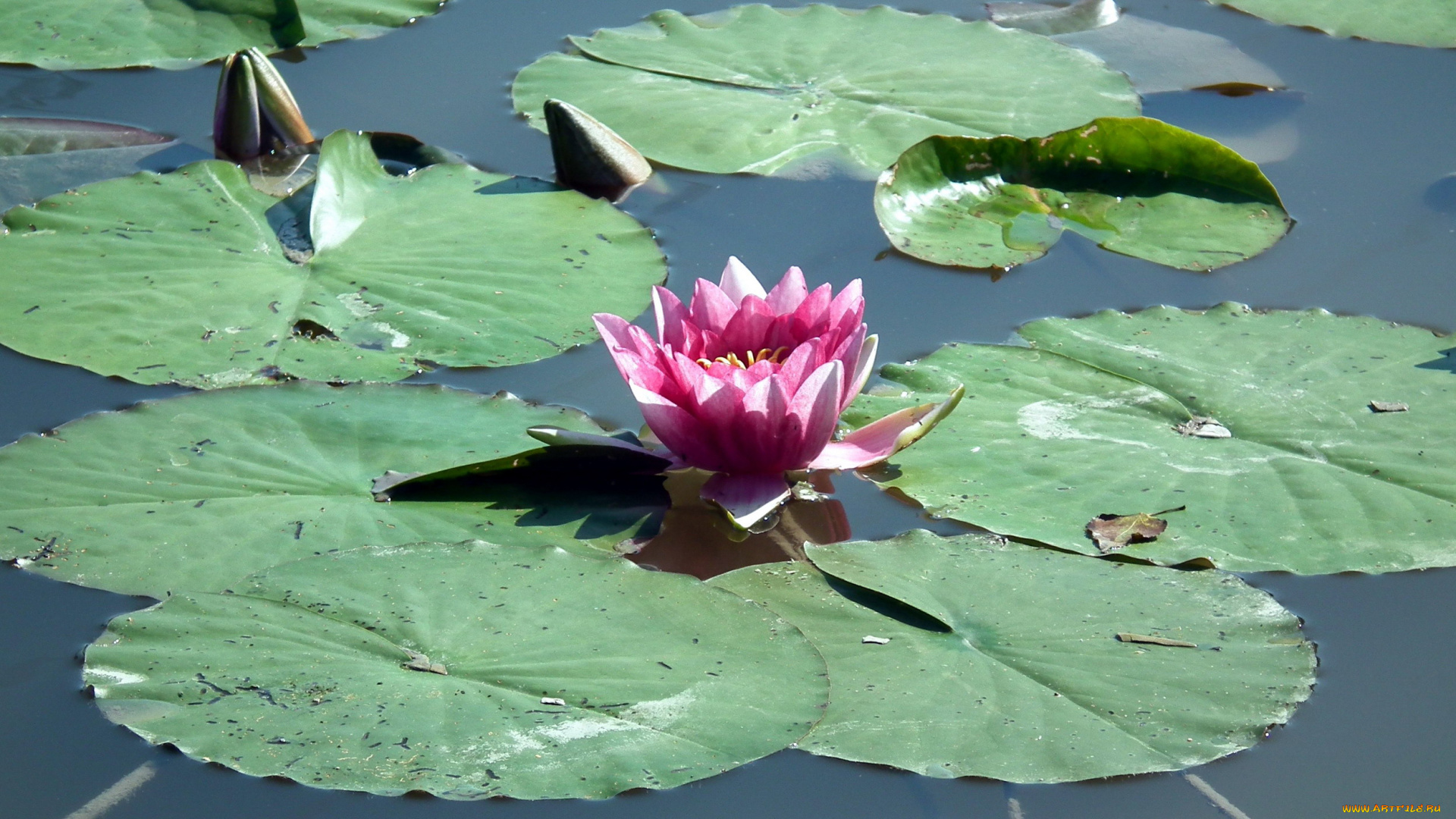 цветы, лилии, водяные, , нимфеи, , кувшинки, бутоны, листья, вода