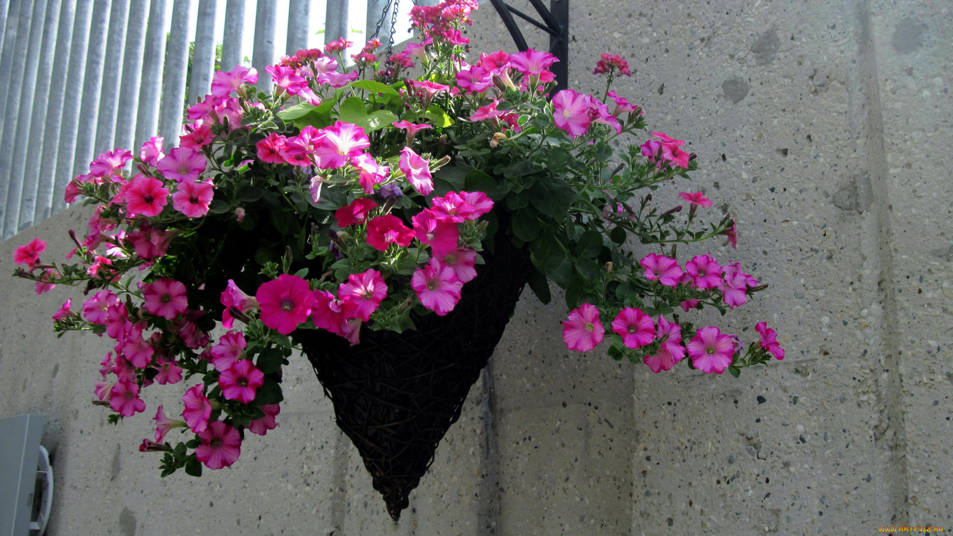 цветы, петунии, , калибрахоа, сурфиния