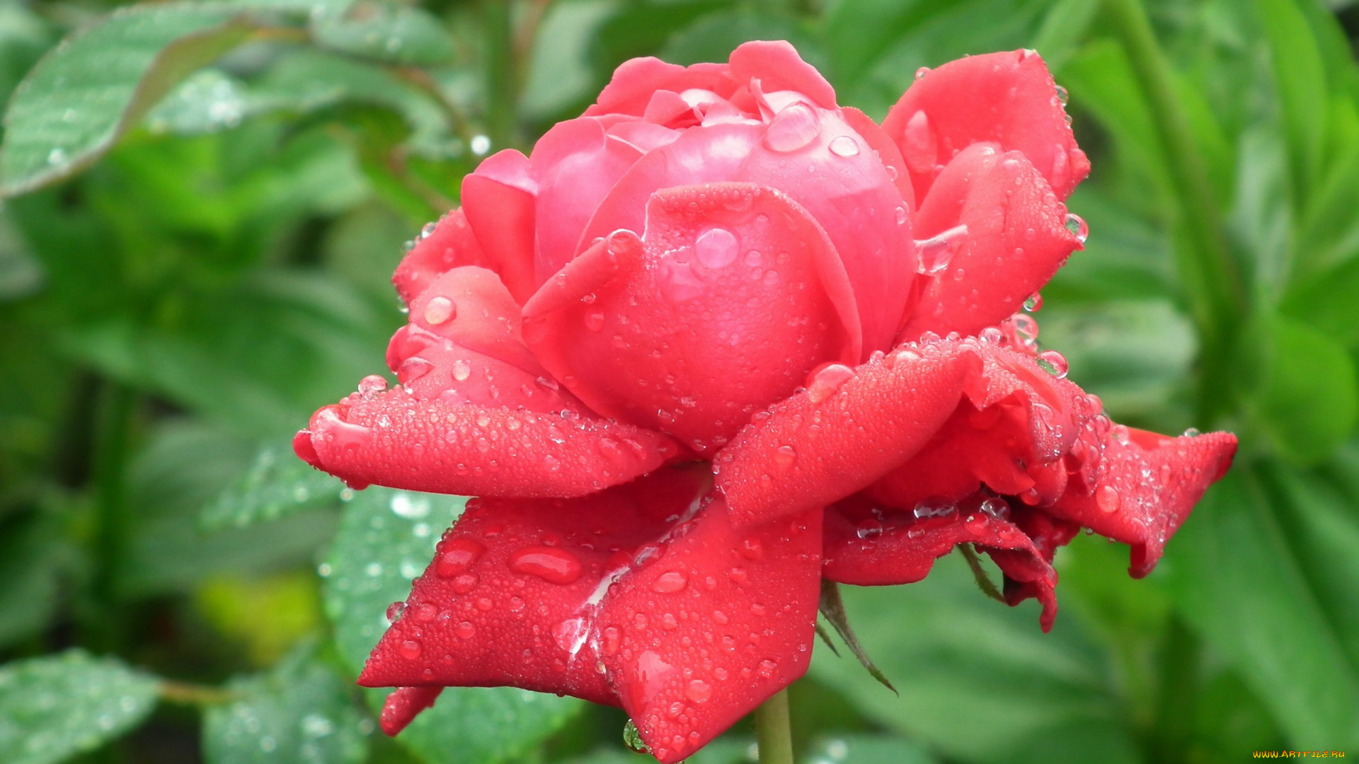 цветы, розы, капли