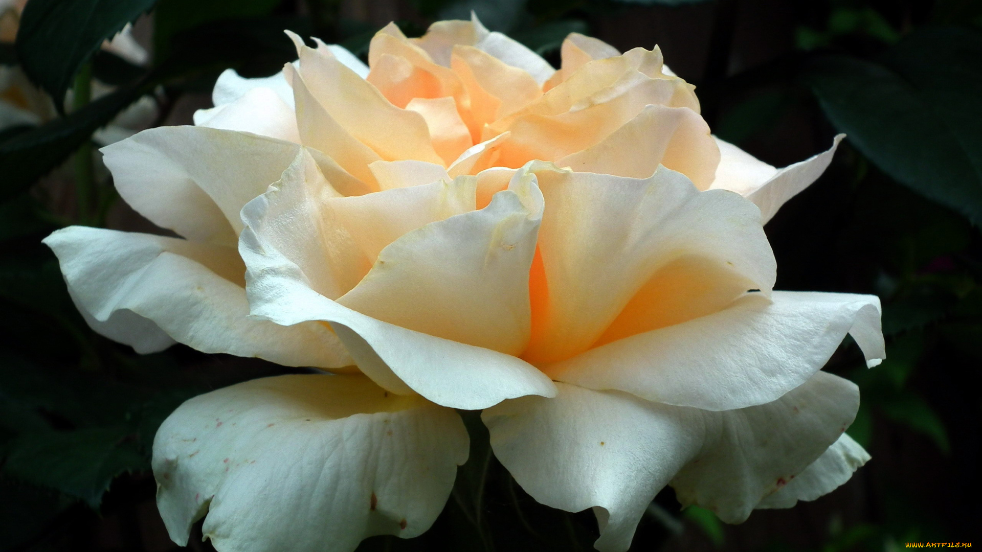 цветы, розы, макро