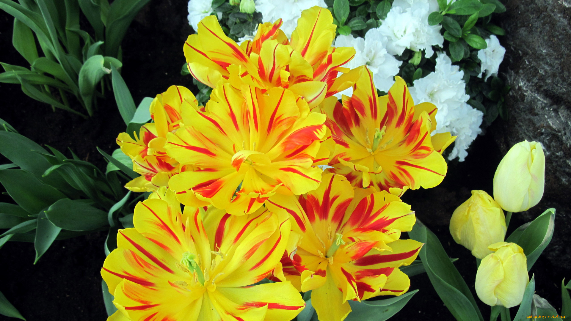 цветы, тюльпаны, пестрый