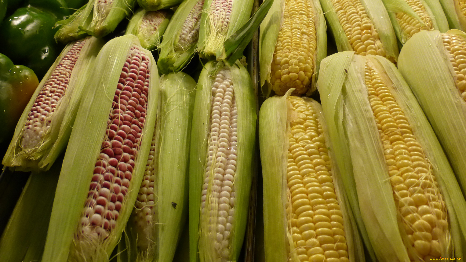 еда, кукуруза, початки