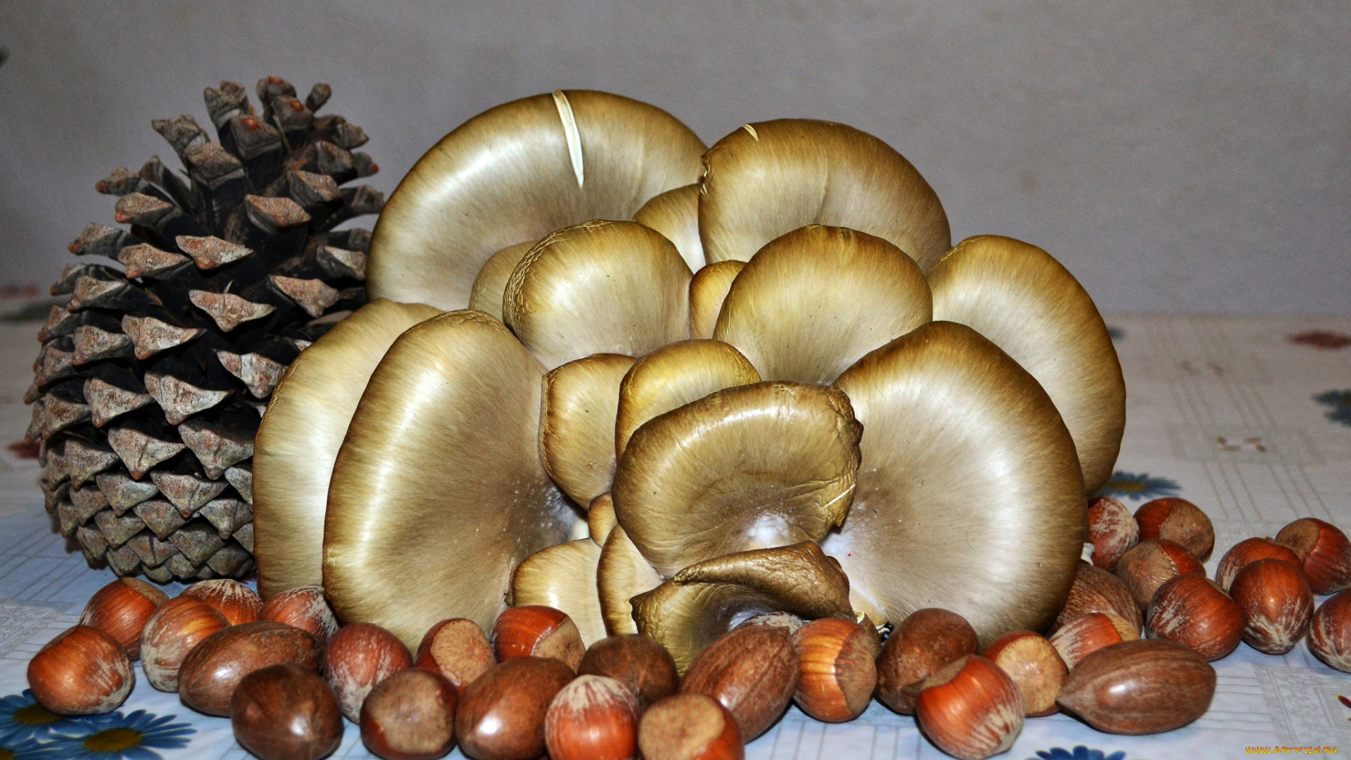 еда, натюрморт, грибы, орехи, шишка