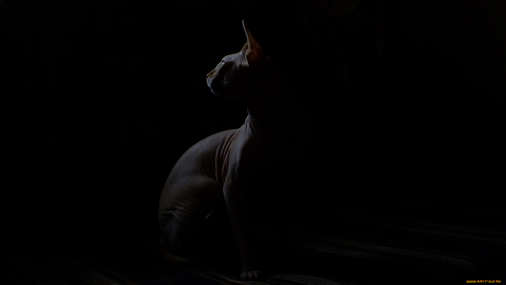 кокс, животные, коты, кот, диван